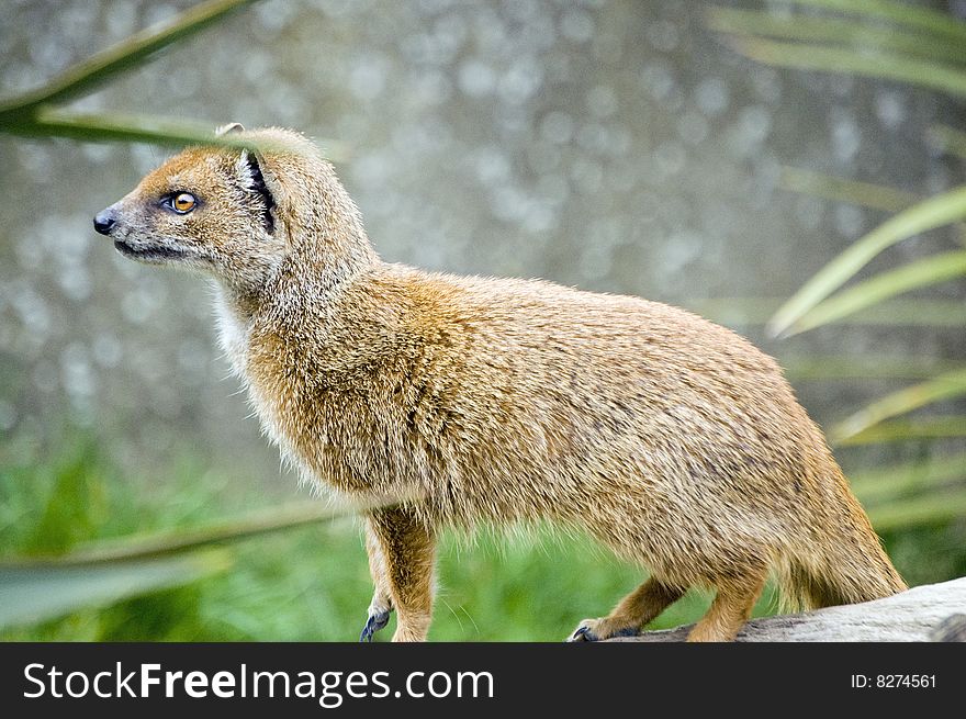 Yellow mongoose startled and alert on a tree