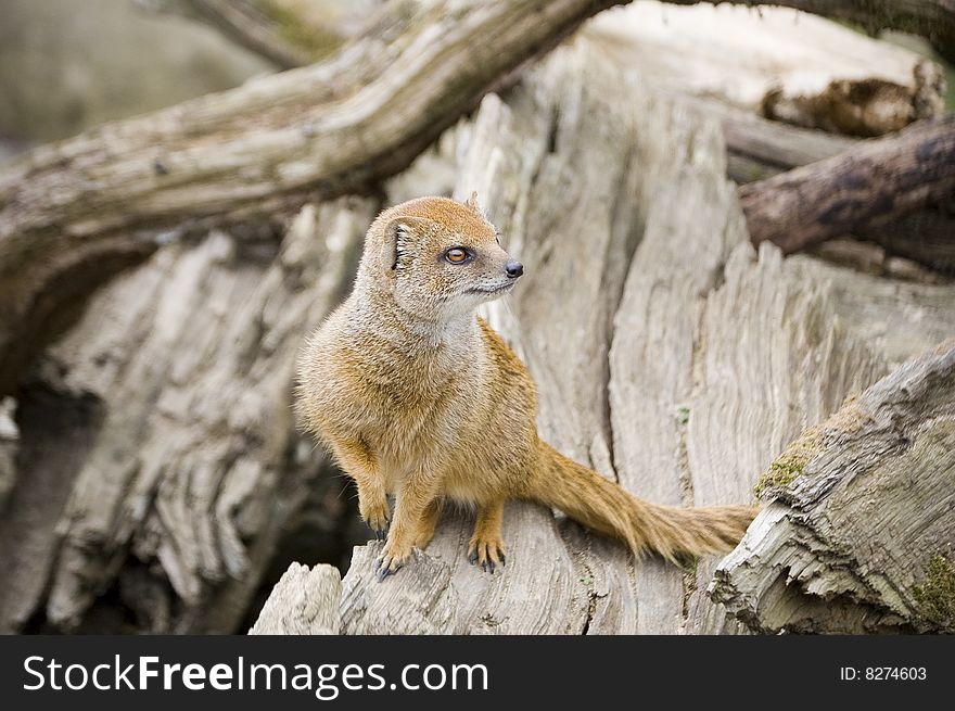 Yellow Mongoose on a tree