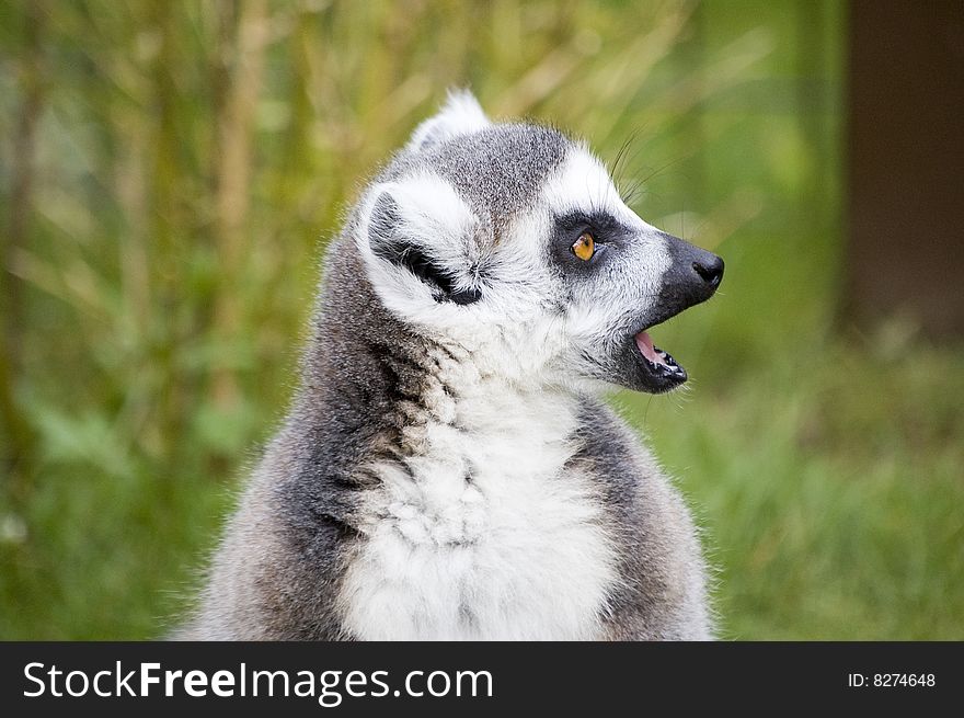 Lemur side on with mouth open. Lemur side on with mouth open