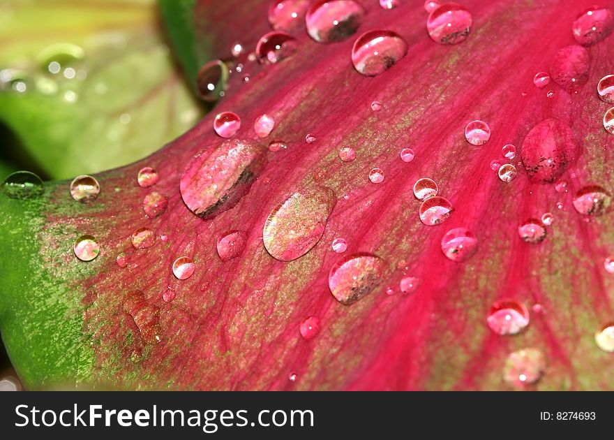 Many water drops on a red tropical plant. Many water drops on a red tropical plant
