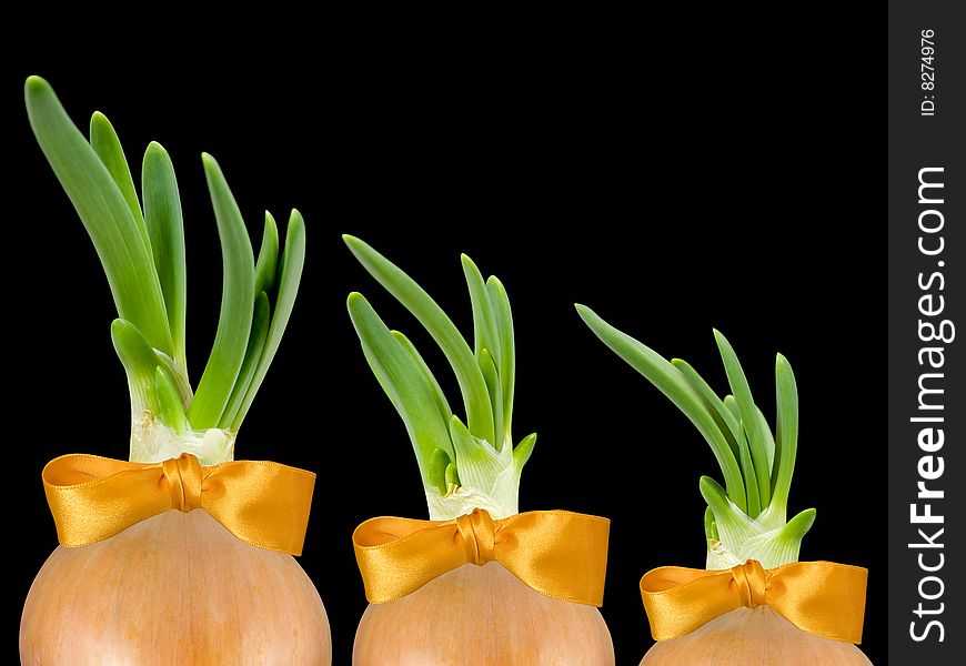 Group of three green onions with golden ties isolated on black background. Group of three green onions with golden ties isolated on black background