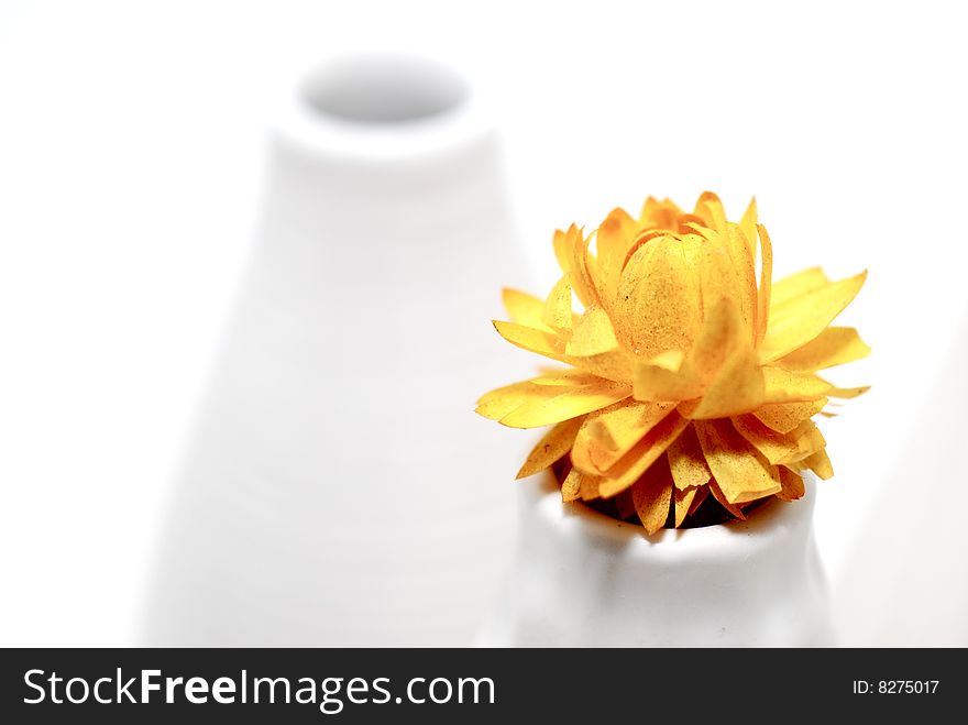 Dried yellow flower in a white vase. Dried yellow flower in a white vase