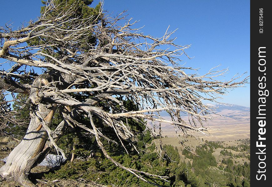 Top of mountain, dead tree, clear fall day. Top of mountain, dead tree, clear fall day