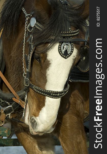 Head of clydesdale horse with harness and bridle