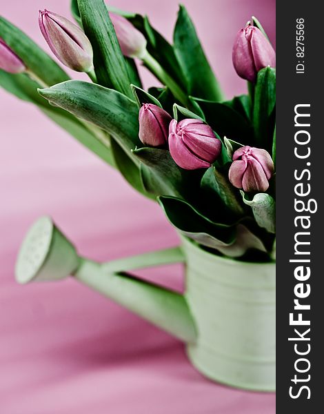 A pail of pink tulips on a pastel background. A pail of pink tulips on a pastel background