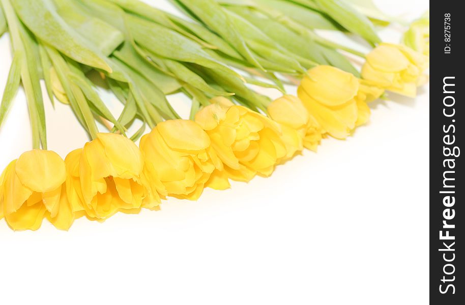 Yellow tulips the white background. Yellow tulips the white background