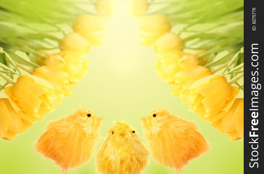 Yellow tulips and chiken baby on the Easter background