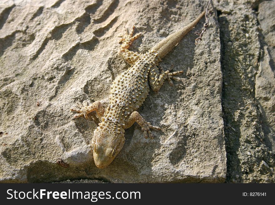 Close view of a gecko type Tarentola Mauritanica, on a wall in Sicily. Close view of a gecko type Tarentola Mauritanica, on a wall in Sicily