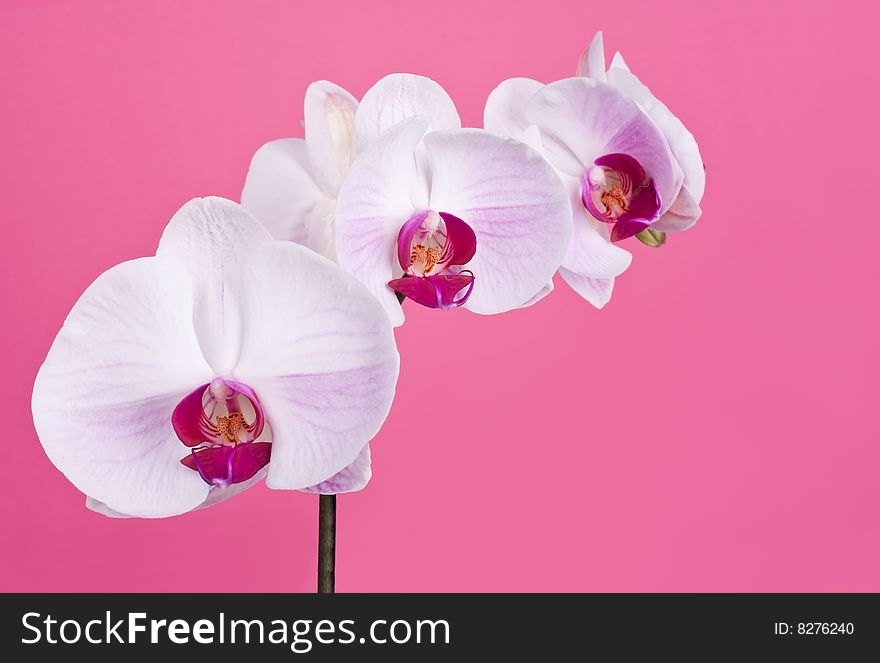 Moth Orchid isolated on Pink. Moth Orchid isolated on Pink