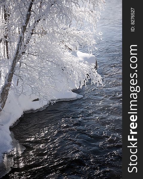 Frozen birch tree by a river