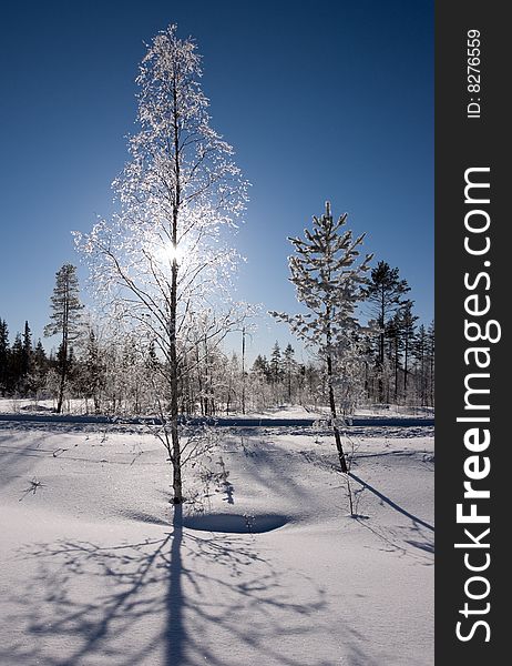 Back lit frozen birch tree