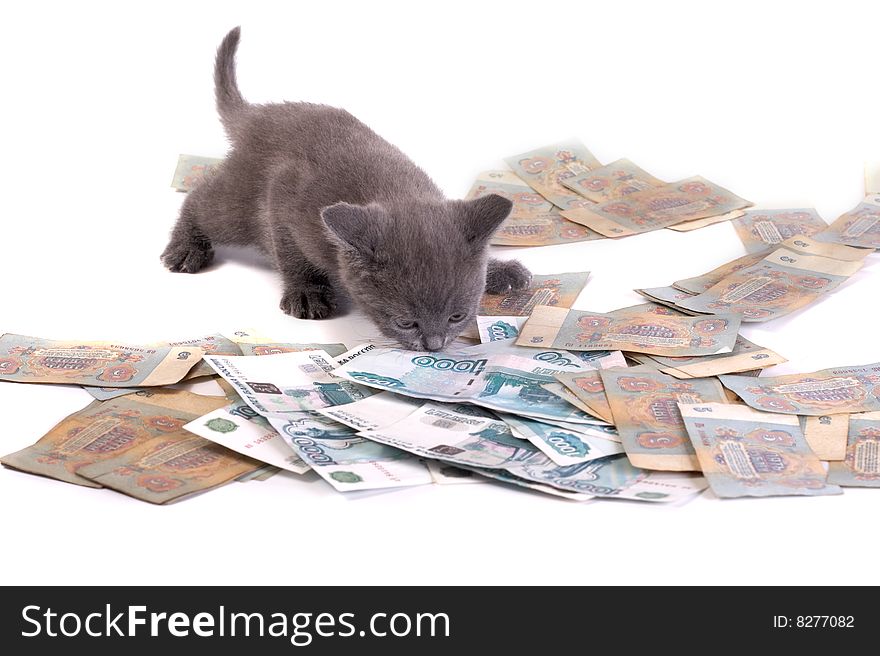 Kitten and denominations on a white background