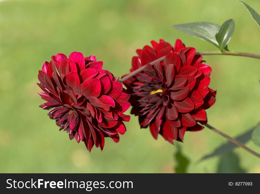 Red dahlia on a green background