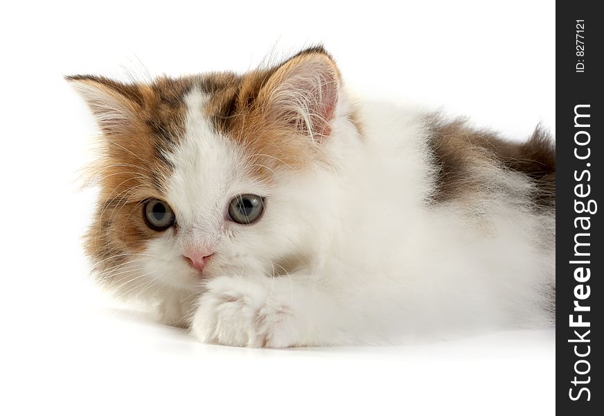 Kitten Scottish  straight on a white background