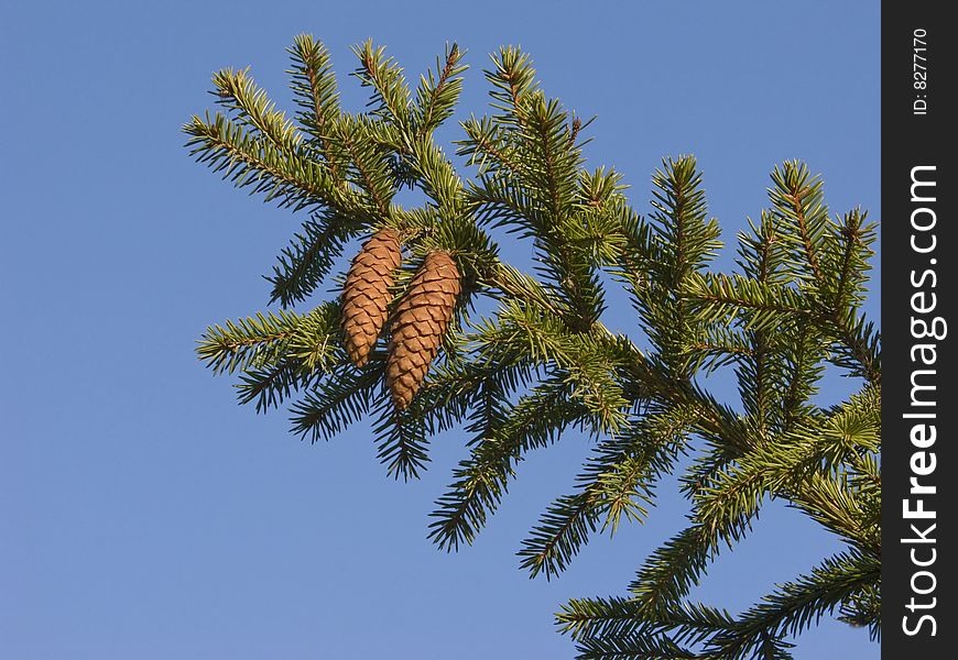 Fir branch with two cones in the forest on sky background