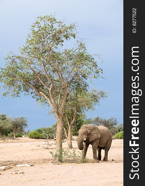 Desert-adapted elephant (loxodonta africana) foraging by tree, Namibia. Desert-adapted elephant (loxodonta africana) foraging by tree, Namibia