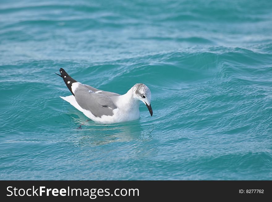 Seagull looking into the water for a meal