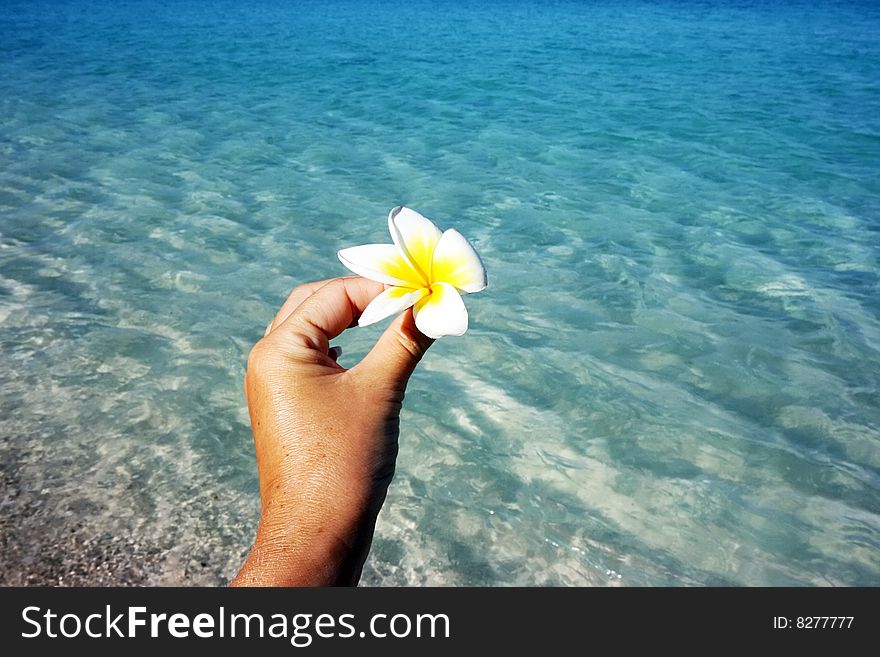 White flower in female hand and sea as background. White flower in female hand and sea as background