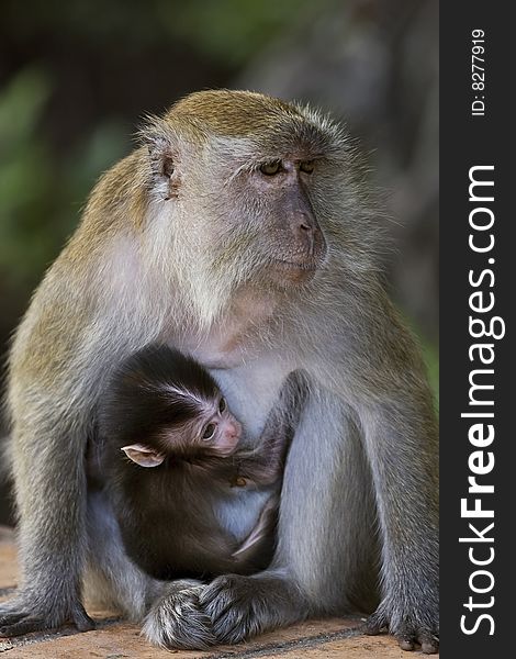 Mother long-tailed macaque with her baby captured in Lumut, Malaysia. Mother long-tailed macaque with her baby captured in Lumut, Malaysia