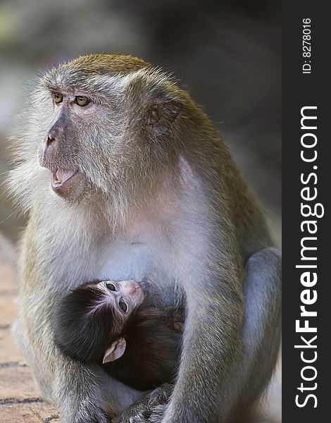 Baby long-tailed macaque being breastfed by its mother. Baby long-tailed macaque being breastfed by its mother