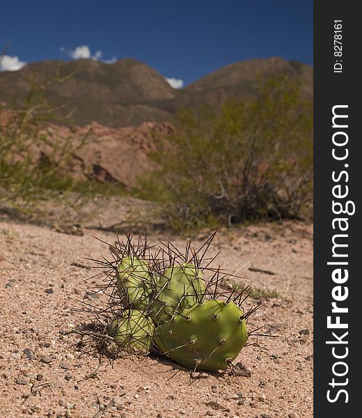 A green and thorny cactus growing in an arid landscape. A green and thorny cactus growing in an arid landscape.