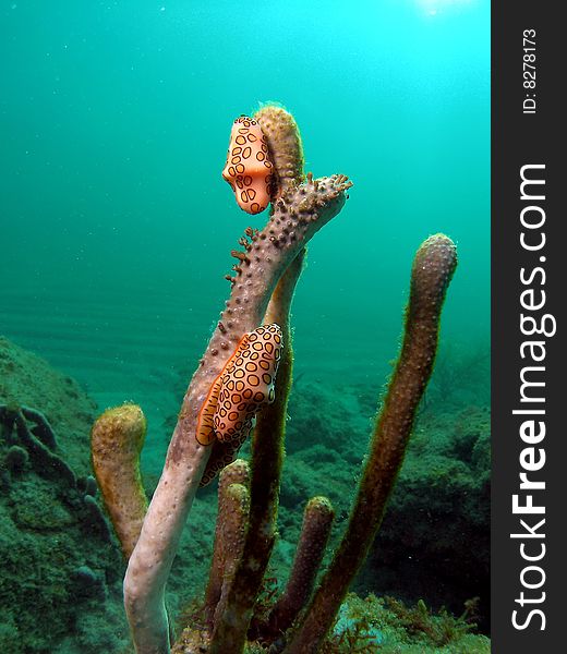 Flamingo Tongue on Coral in the ocean.