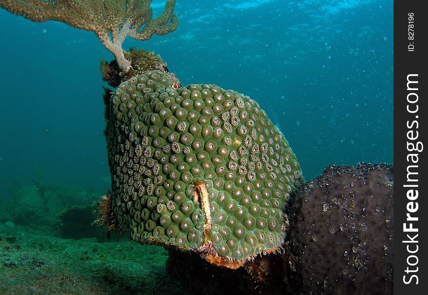 Green star coral mound underwater in south Florida