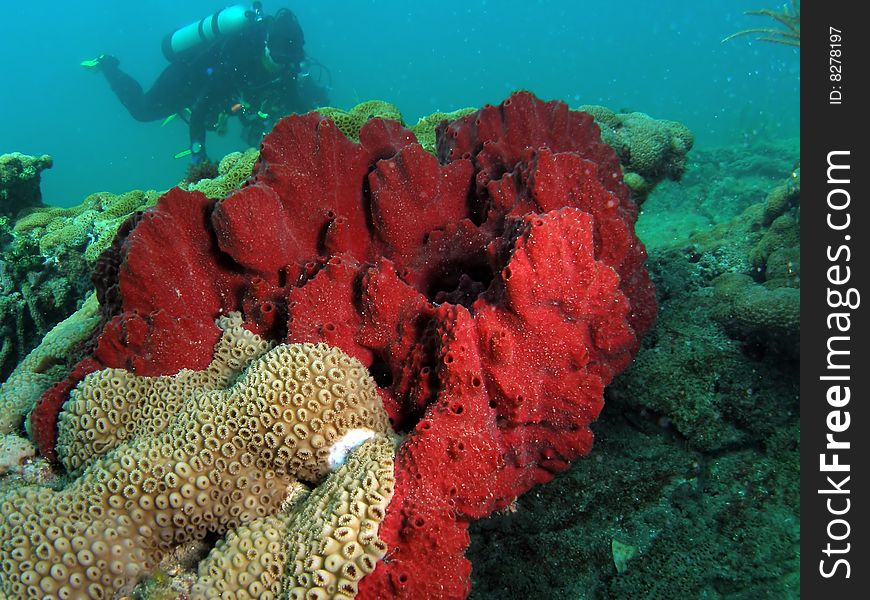 Red coral sponge with a diver in background.