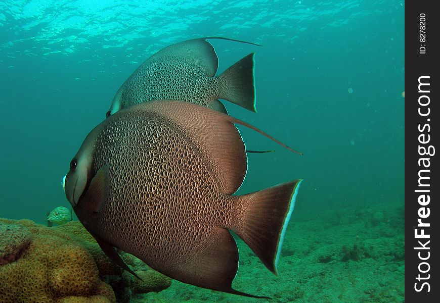 These gray angelfish were so graceful and beautiful swimming beside me. This image was taken in Pompano Beach, Florida.