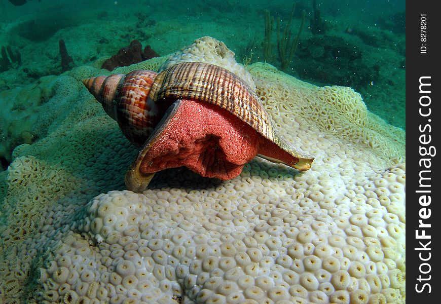 True trulip with dark stripes on the shell.