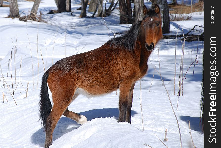 Horse in wood in winter