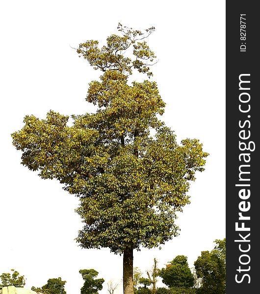 A five-star shaped tree in the morning in winter (raw available)