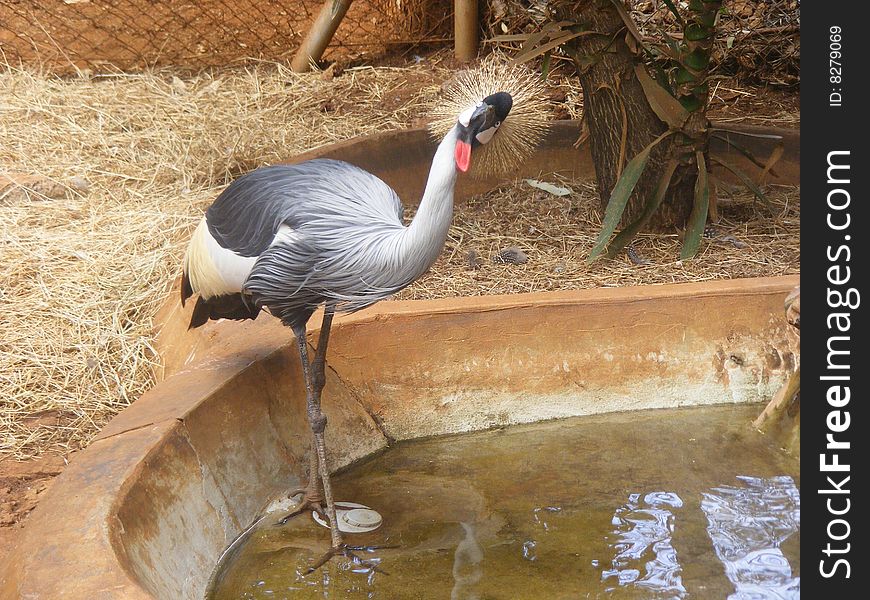 victoria crowned crane on wilderness