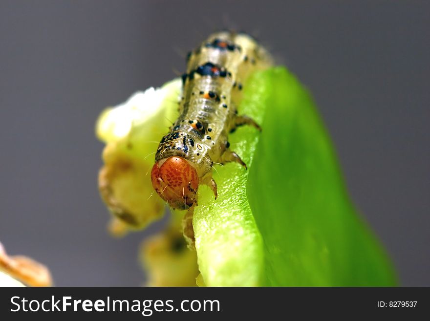 Bright caterpillar on green vegetables background