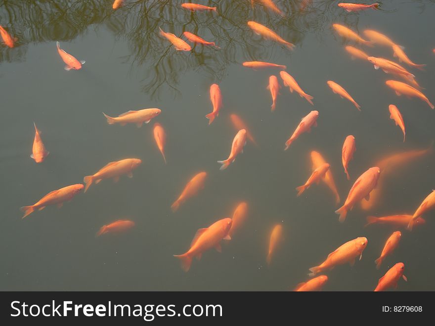 A group of red color fish swiming in the pool. A group of red color fish swiming in the pool
