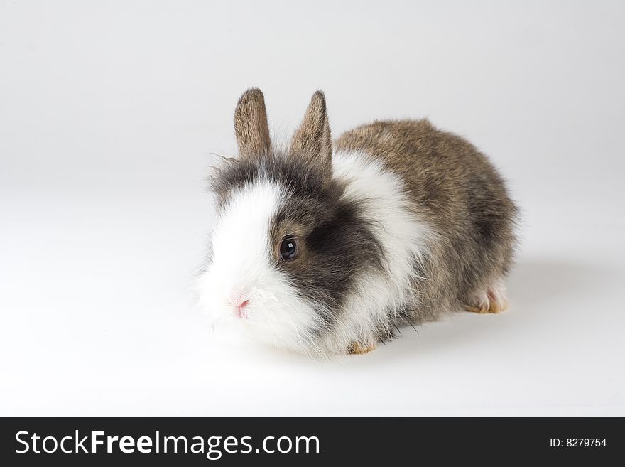 Spotted bunny, isolated on white