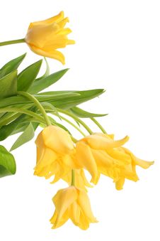 Bright Yellow Tulips Stock Image