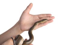 Holding Snake Royalty Free Stock Photography Holding Snake Royalty Free Stock Photography