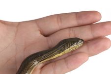 Snake In Hand Royalty Free Stock Photo Snake In Hand Royalty Free Stock Photo