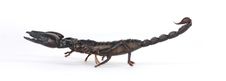 Scorpion Royalty Free Stock Image Scorpion Royalty Free Stock Image