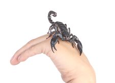 Scorpion Royalty Free Stock Images Scorpion Royalty Free Stock Images