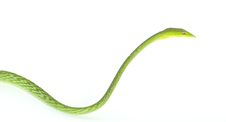 Green Tree Snake Stock Image