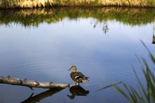 Duck On The Lake Stock Images