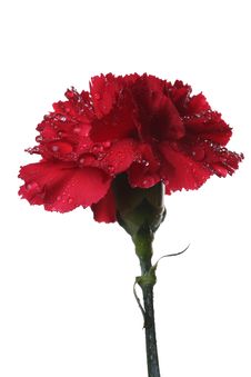 The Red Carnation And Drops Of Water. Royalty Free Stock Image The Red Carnation And Drops Of Water. Royalty Free Stock Image