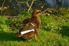 Wild-duck Stock Image