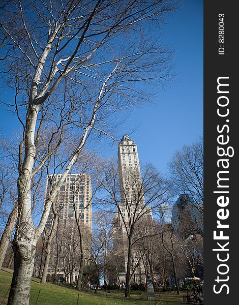 Trees in Winter in Central Park