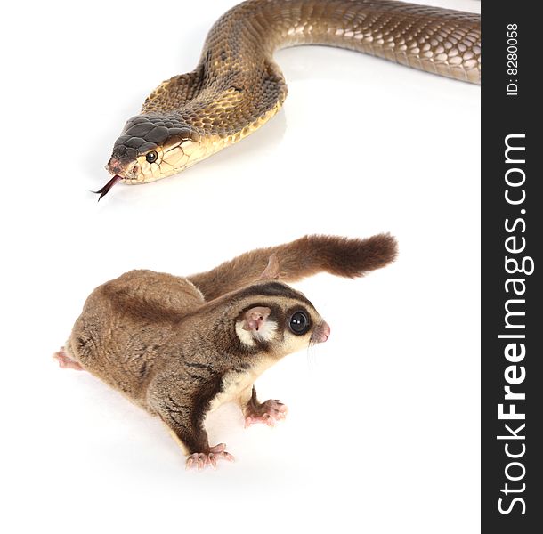 Sugar Glider On White