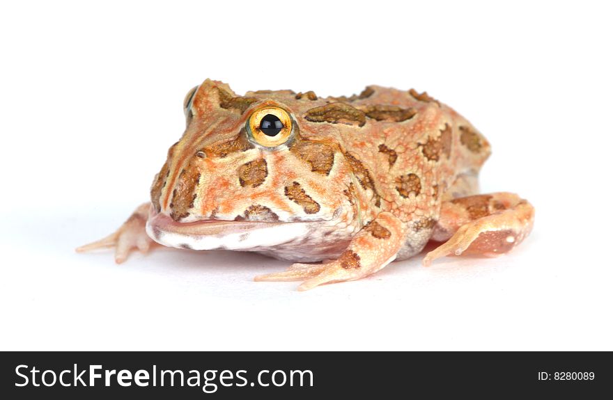 Toad On White