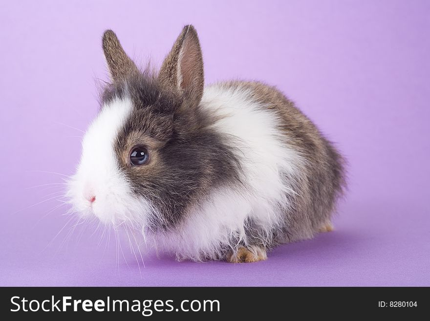 Spotted bunny isolated on purple background