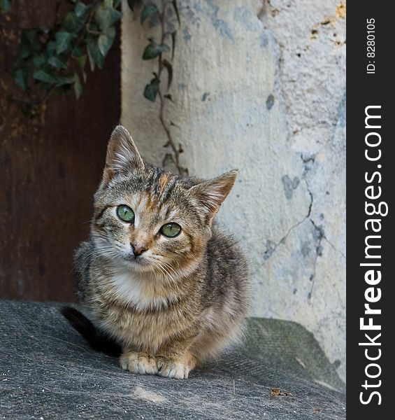 Photo of little street cat